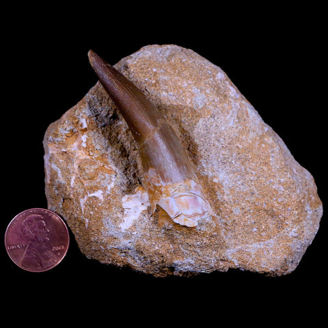 XL 2.3" Plesiosaur Zarafasaura Tooth Fossil In Matrix Cretaceous Dinosaur Era COA - Fossil Age Minerals