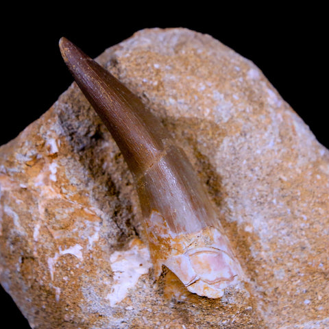 XL 2.3" Plesiosaur Zarafasaura Tooth Fossil In Matrix Cretaceous Dinosaur Era COA - Fossil Age Minerals