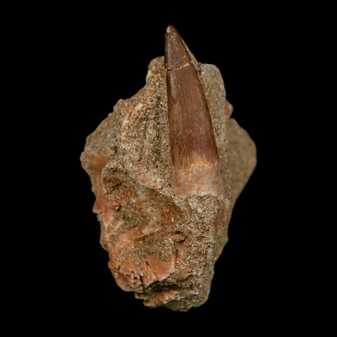 1.5" Plesiosaur Zarafasaura Tooth Fossil In Matrix Cretaceous Dinosaur Era COA - Fossil Age Minerals