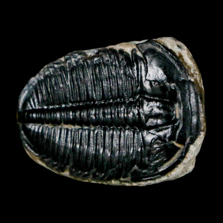 1" Elrathia Kingi Trilobite Fossil Utah Cambrian Age 521 Million Years Old COA
