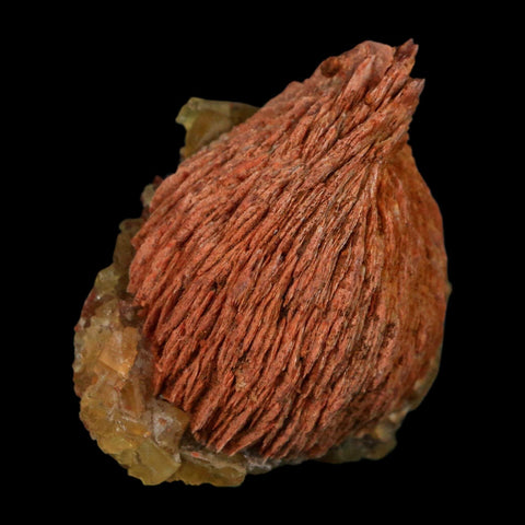 1.8" Yellow Fluorite on Orange Barite Blade Crystals Minerals Taouirirt Morocco