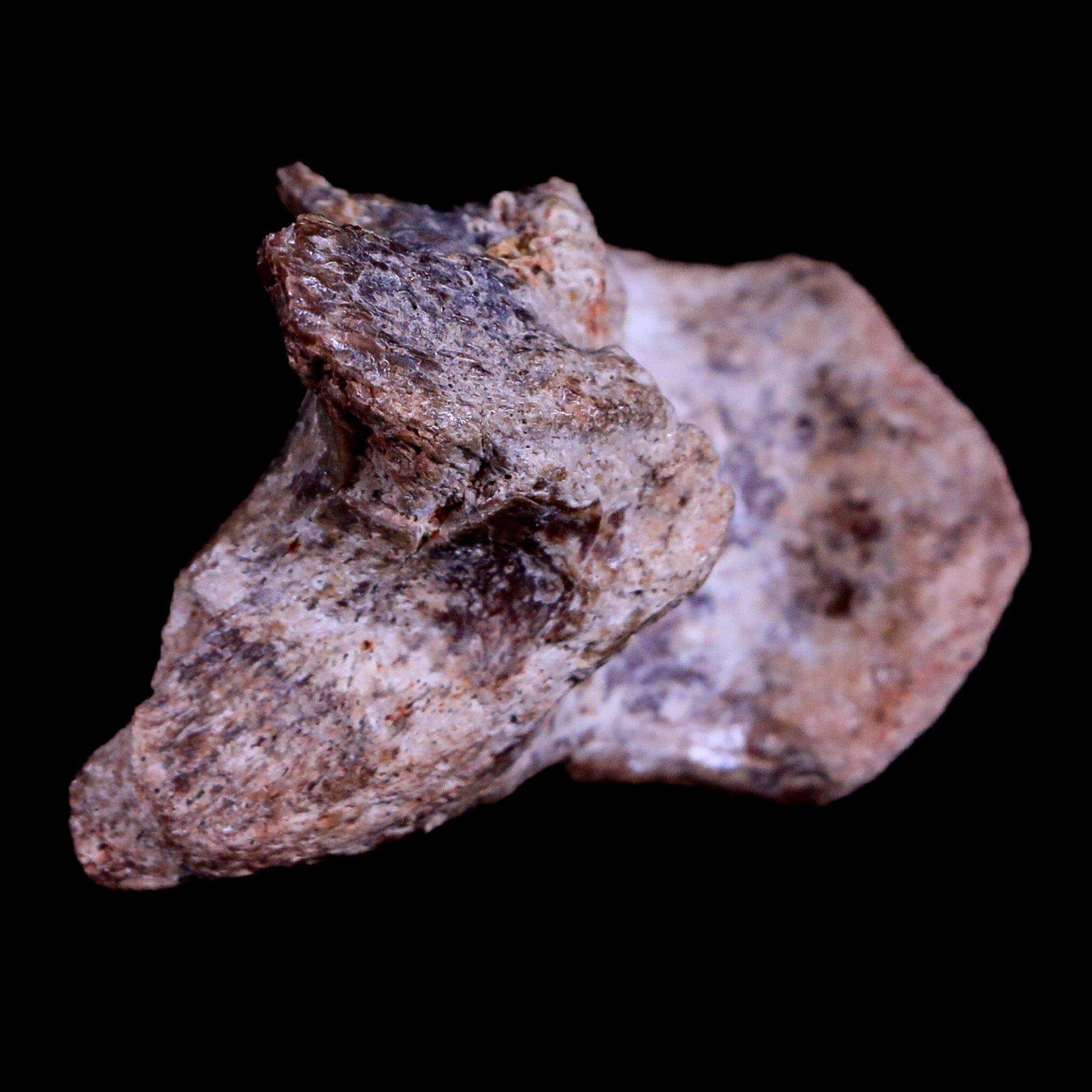 2.2" Crocodile Fossil Limb Bone Hell Creek FM Montana Cretaceous Dinosaur Age - Fossil Age Minerals