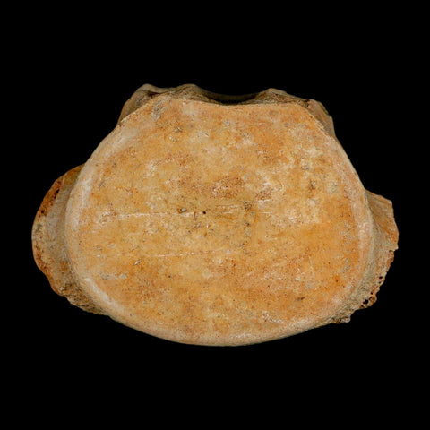 3.2" Plesiosaur Fossil Vertebrae Cretaceous Dinosaur Era Morocco Zarafasaura COA - Fossil Age Minerals