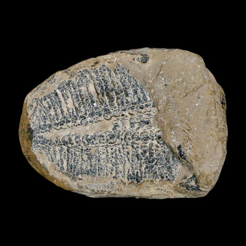 1" Elrathia Kingi Trilobite Fossil Utah Cambrian Age 521 Million Years Old COA