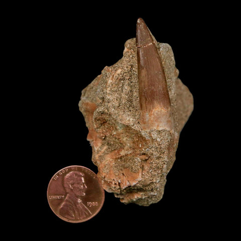 1.5" Plesiosaur Zarafasaura Tooth Fossil In Matrix Cretaceous Dinosaur Era COA - Fossil Age Minerals