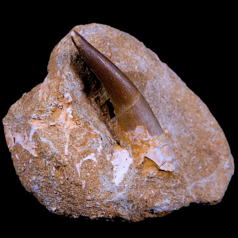 XL 2.3" Plesiosaur Zarafasaura Tooth Fossil In Matrix Cretaceous Dinosaur Era COA - Fossil Age Minerals
