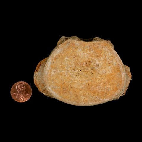 3.2" Plesiosaur Fossil Vertebrae Cretaceous Dinosaur Era Morocco Zarafasaura COA - Fossil Age Minerals