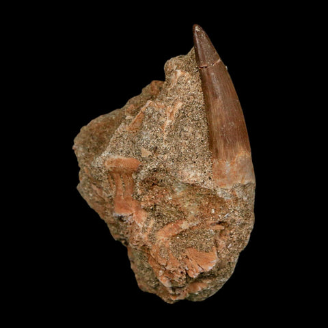1.5" Plesiosaur Zarafasaura Tooth Fossil In Matrix Cretaceous Dinosaur Era COA - Fossil Age Minerals