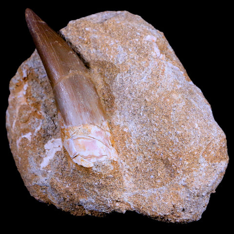 XL 2.3" Plesiosaur Zarafasaura Tooth Fossil In Matrix Cretaceous Dinosaur Era COA - Fossil Age Minerals