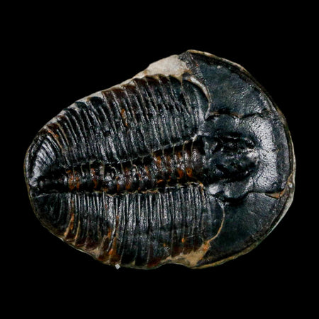 1" Elrathia Kingi Trilobite Fossil Utah Cambrian Age 521 Million Years Old COA