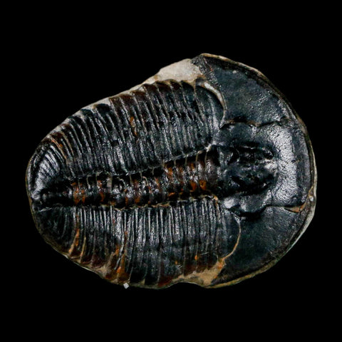 1" Elrathia Kingi Trilobite Fossil Utah Cambrian Age 521 Million Years Old COA