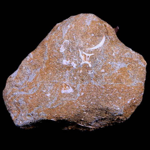 XL 2.3" Plesiosaur Zarafasaura Tooth Fossil In Matrix Cretaceous Dinosaur Era COA - Fossil Age Minerals