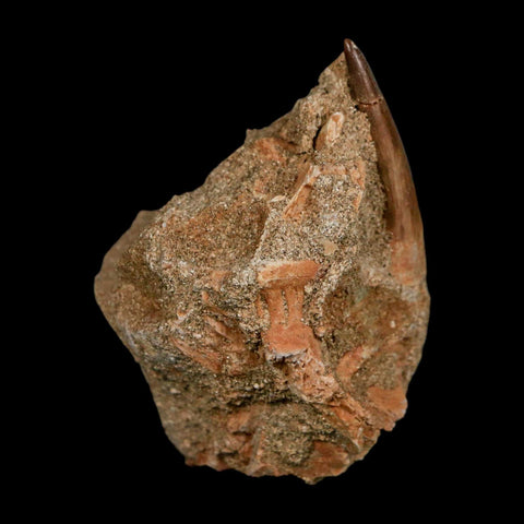 1.5" Plesiosaur Zarafasaura Tooth Fossil In Matrix Cretaceous Dinosaur Era COA - Fossil Age Minerals