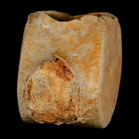 3.2" Plesiosaur Fossil Vertebrae Cretaceous Dinosaur Era Morocco Zarafasaura COA - Fossil Age Minerals