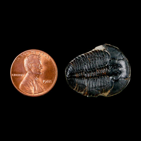 1" Elrathia Kingi Trilobite Fossil Utah Cambrian Age 521 Million Years Old COA