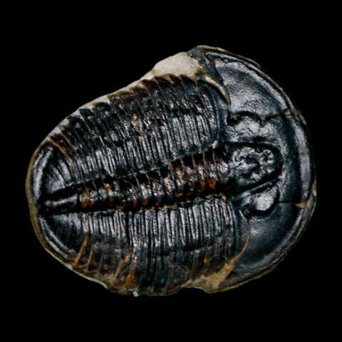 1" Elrathia Kingi Trilobite Fossil Utah Cambrian Age 521 Million Years Old COA