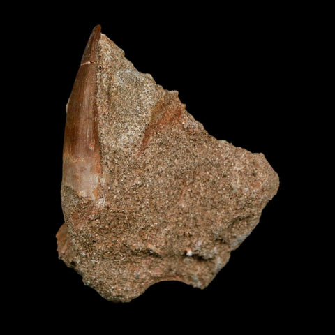 1.5" Plesiosaur Zarafasaura Tooth Fossil In Matrix Cretaceous Dinosaur Era COA - Fossil Age Minerals