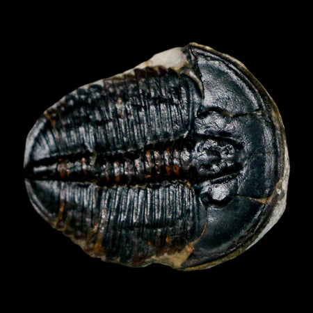 1" Elrathia Kingi Trilobite Fossil Utah Cambrian Age 521 Million Years Old COA