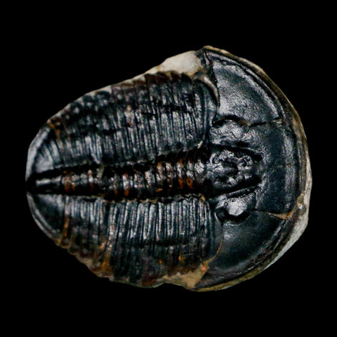 1" Elrathia Kingi Trilobite Fossil Utah Cambrian Age 521 Million Years Old COA