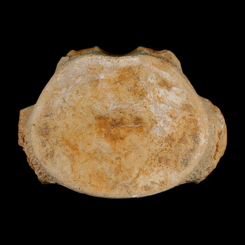 3.2" Plesiosaur Fossil Vertebrae Cretaceous Dinosaur Era Morocco Zarafasaura COA - Fossil Age Minerals