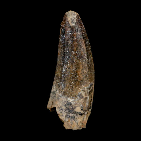 1.4" Suchomimus Fossil Tooth Cretaceous Spinosaurid Dinosaur Elraz FM Niger COA