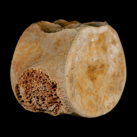 3.2" Plesiosaur Fossil Vertebrae Cretaceous Dinosaur Era Morocco Zarafasaura COA - Fossil Age Minerals