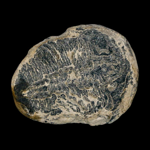 1" Elrathia Kingi Trilobite Fossil Utah Cambrian Age 521 Million Years Old COA