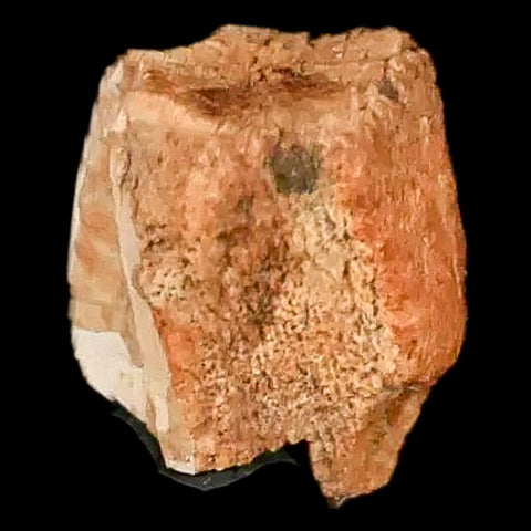 0.4" Edmontosaurus Dinosaur Fossil Tooth Lance Creek FM Wyoming COA Display - Fossil Age Minerals