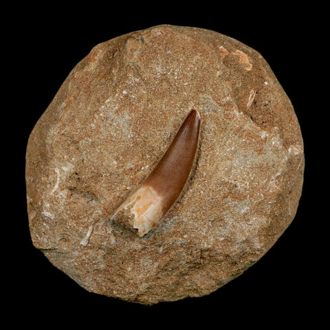 1.9" Plesiosaur Zarafasaura Tooth Fossil In Matrix Cretaceous Dinosaur Era COA - Fossil Age Minerals
