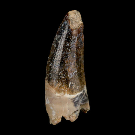 1.4" Suchomimus Fossil Tooth Cretaceous Spinosaurid Dinosaur Elraz FM Niger COA