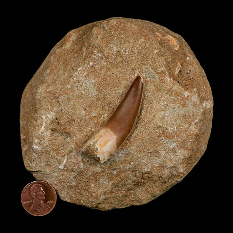 1.9" Plesiosaur Zarafasaura Tooth Fossil In Matrix Cretaceous Dinosaur Era COA - Fossil Age Minerals