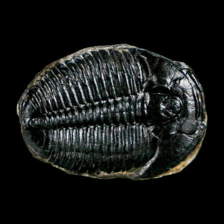 1" Elrathia Kingi Trilobite Fossil Utah Cambrian Age 521 Million Years Old COA