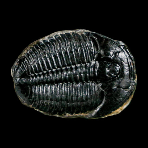 1" Elrathia Kingi Trilobite Fossil Utah Cambrian Age 521 Million Years Old COA