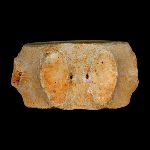 3.2" Plesiosaur Fossil Vertebrae Cretaceous Dinosaur Era Morocco Zarafasaura COA - Fossil Age Minerals