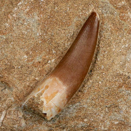 1.9" Plesiosaur Zarafasaura Tooth Fossil In Matrix Cretaceous Dinosaur Era COA