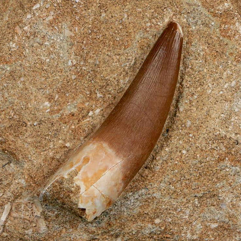 1.9" Plesiosaur Zarafasaura Tooth Fossil In Matrix Cretaceous Dinosaur Era COA - Fossil Age Minerals