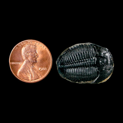 1" Elrathia Kingi Trilobite Fossil Utah Cambrian Age 521 Million Years Old COA