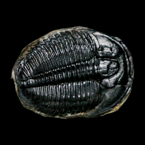 1" Elrathia Kingi Trilobite Fossil Utah Cambrian Age 521 Million Years Old COA