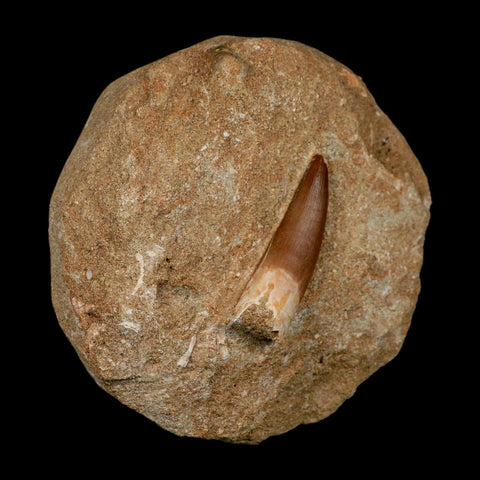 1.9" Plesiosaur Zarafasaura Tooth Fossil In Matrix Cretaceous Dinosaur Era COA - Fossil Age Minerals