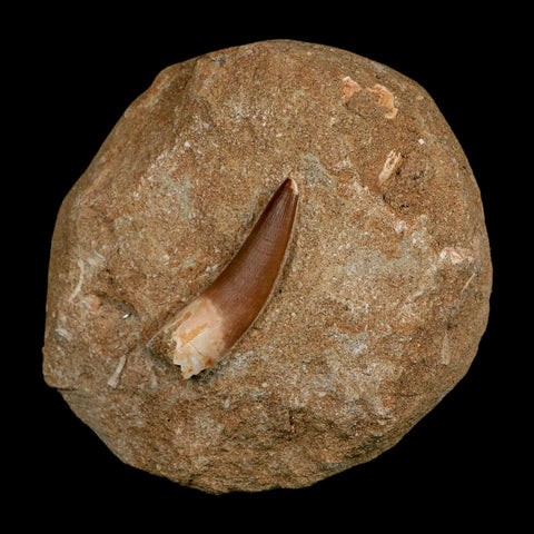 1.9" Plesiosaur Zarafasaura Tooth Fossil In Matrix Cretaceous Dinosaur Era COA - Fossil Age Minerals