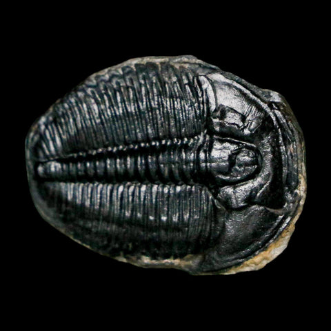 1" Elrathia Kingi Trilobite Fossil Utah Cambrian Age 521 Million Years Old COA