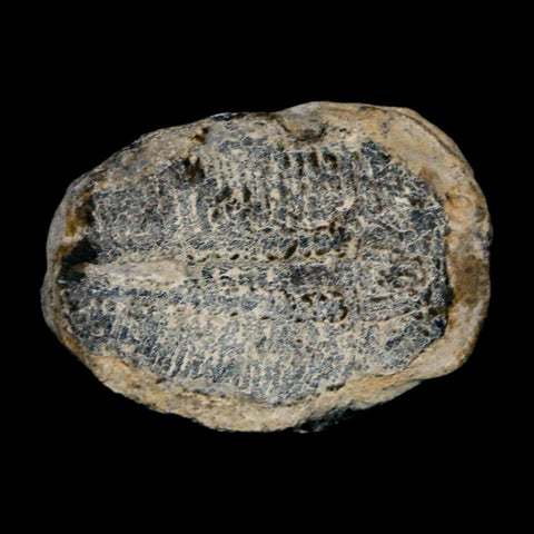 1" Elrathia Kingi Trilobite Fossil Utah Cambrian Age 521 Million Years Old COA