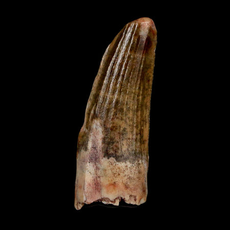 1.1" Suchomimus Fossil Tooth Cretaceous Spinosaurid Dinosaur Elraz FM Niger COA