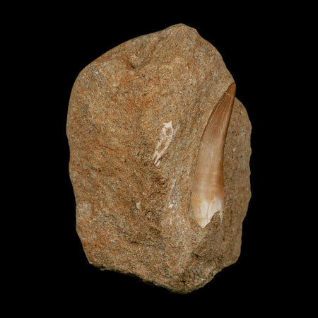 XL 2" Plesiosaur Zarafasaura Tooth Fossil In Matrix Cretaceous Dinosaur Era COA