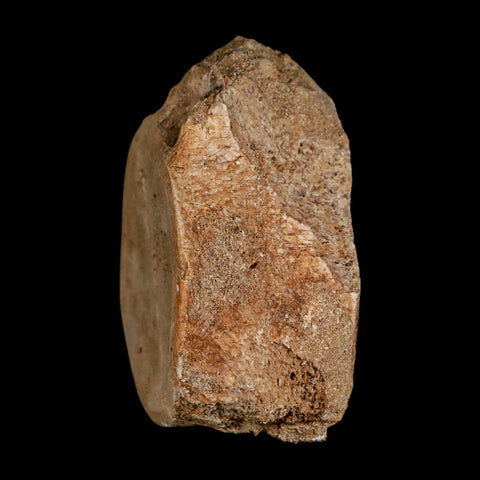 3" Plesiosaur Fossil Vertebrae Cretaceous Dinosaur Era Morocco Zarafasaura COA - Fossil Age Minerals