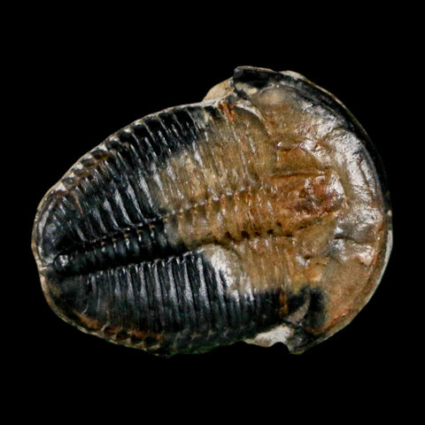 1" Elrathia Kingi Trilobite Fossil Utah Cambrian Age 521 Million Years Old COA