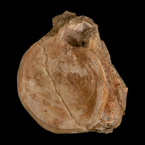 3" Plesiosaur Fossil Vertebrae Cretaceous Dinosaur Era Morocco Zarafasaura COA - Fossil Age Minerals