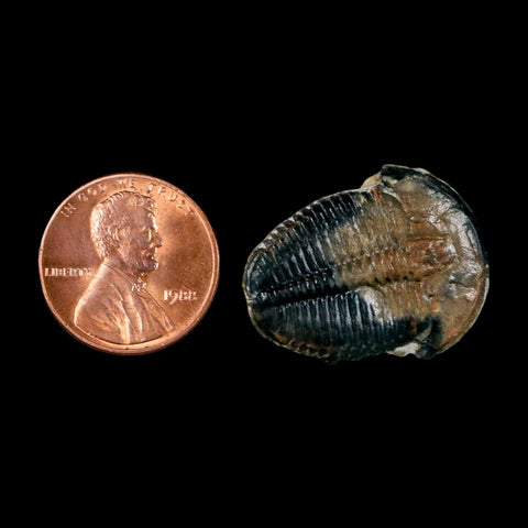 1" Elrathia Kingi Trilobite Fossil Utah Cambrian Age 521 Million Years Old COA