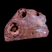 2.3" Crocodile Fossil Jaw Teeth Section Hell Creek FM Cretaceous Dinosaur Age MT