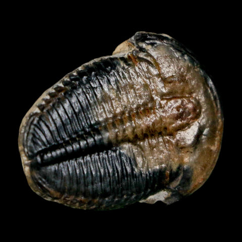 1" Elrathia Kingi Trilobite Fossil Utah Cambrian Age 521 Million Years Old COA